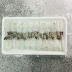 Black Tiger Shrimp (Sashimi Grade) 泰式生蝦 (刺身級)