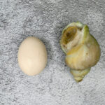 Cooked Jade Whelk 即食翡翠螺50-70 - Image 2