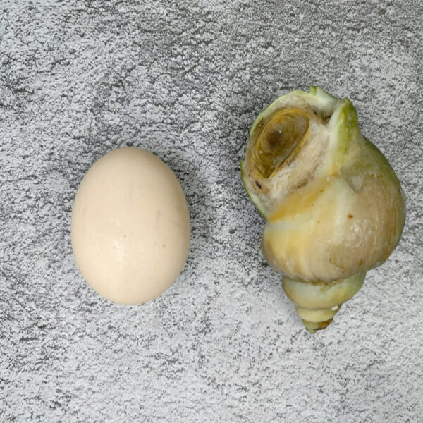 Cooked Jade Whelk 熟翡翠螺50-70 - Image 3